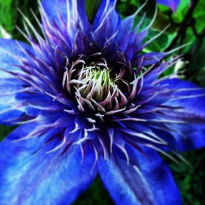 blue flower