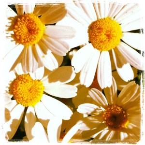 daisy 1