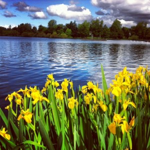 greenlake_yellow iris