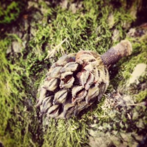 pine cone