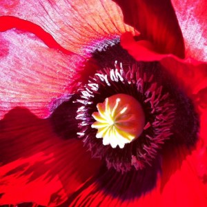 red poppy