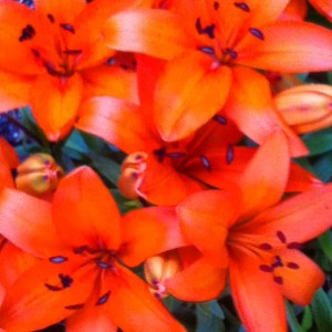 orange flower lily