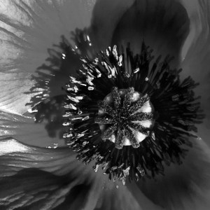 black white flower