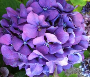 hydrangea