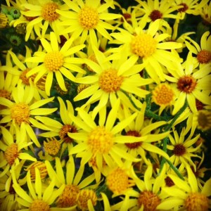 yellow daisy