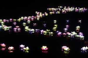 Lotus blossoms floating on a lake