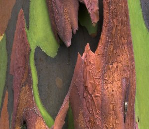 Bark-from-a-rainbow-eucalyptus-...-possibly-one-of-the-coolest-trees-on-earth