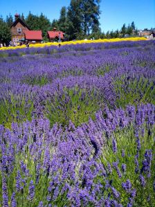 lavender filed