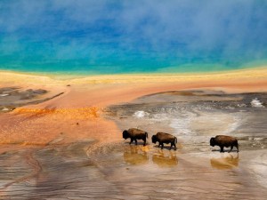 yellowstone-bison-national-park